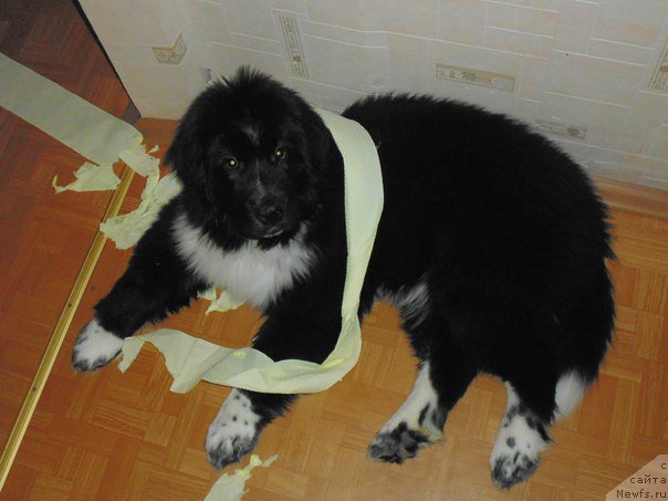 Фотография № 176195