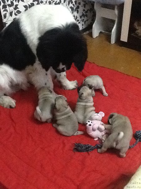 Фото: ньюфаундленд Маг Исполин Оби-Ван Кеноби