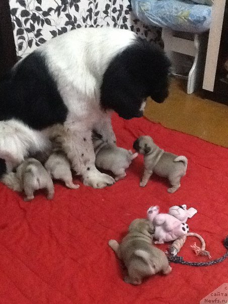 Фото: ньюфаундленд Маг Исполин Оби-Ван Кеноби