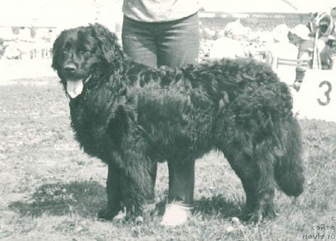 Фото: ньюфаундленд Сандра Лос