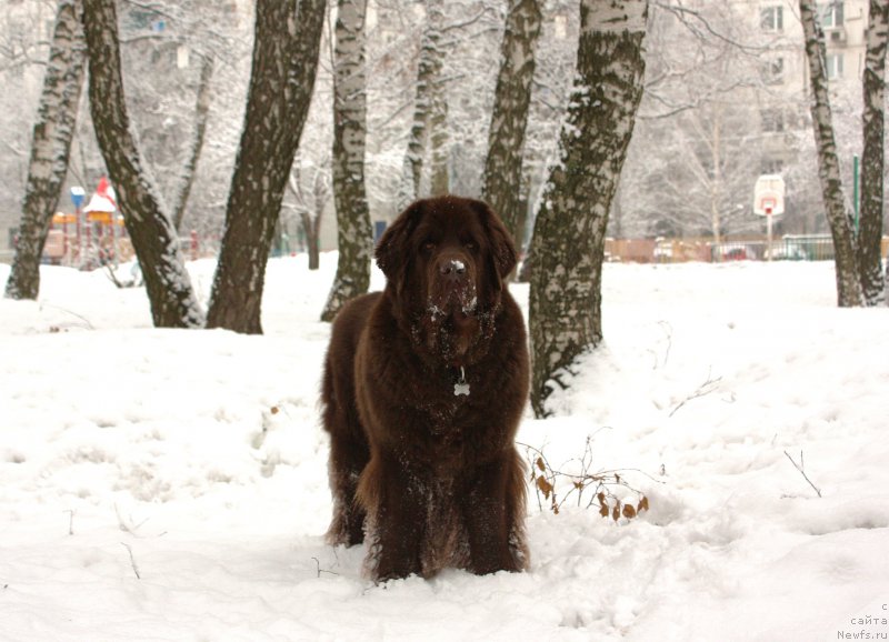 Фотография № 176205