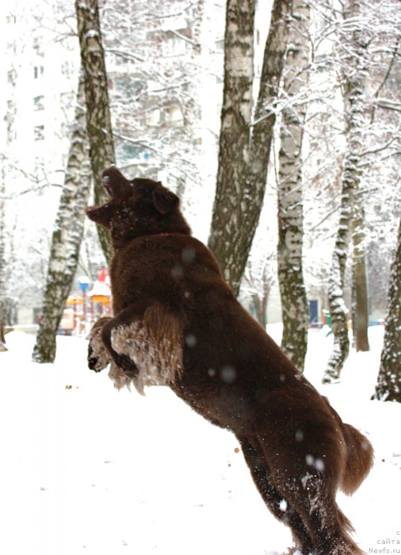 Фото: ньюфаундленд Черный Шарм Ангельская Красота (Chernyi Sharm Angel'skaya Krasota)