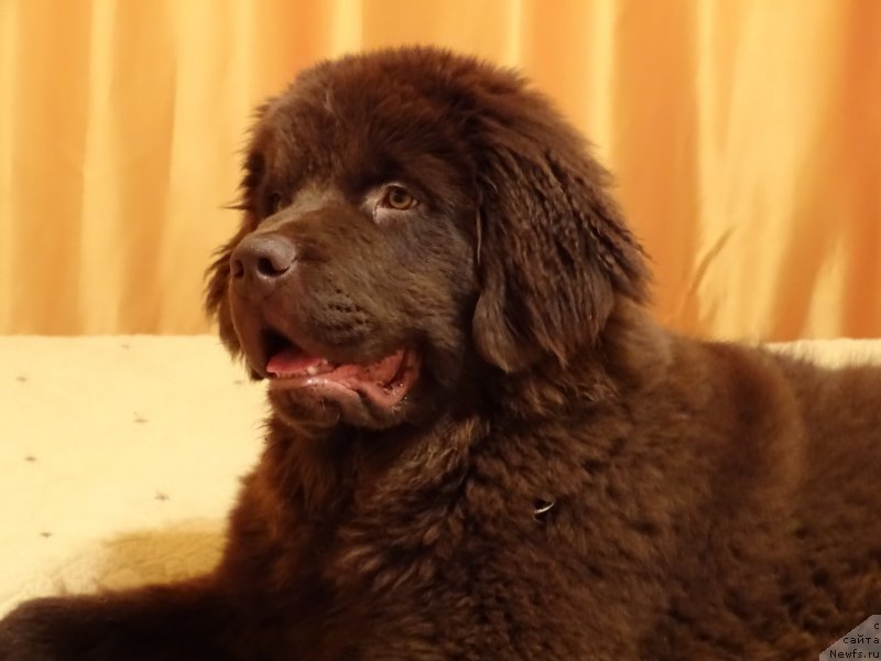 Фото: ньюфаундленд Нэш Соллар Винд