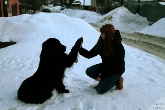 Фото: Дарья Евтеева, ньюфаундленд Гран При Тольятти Турандот