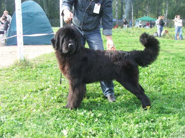 Фото: ньюфаундленд Плюшевая Панда Кинг Оф Хеллуланд (Plushevaya Panda King of Helluland)