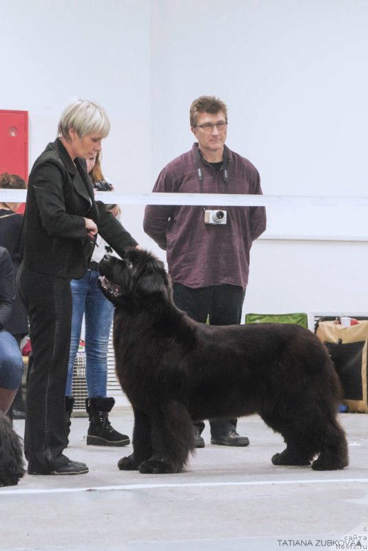Фото: Нина Базулина, ньюфаундленд С'Нежная Вьюга Амороне Сартори (S'Nezhnaya Vjuga Amorone Sartori)
