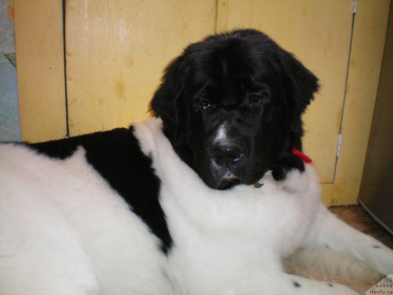 Фото: ньюфаундленд Супер Бизон Куба