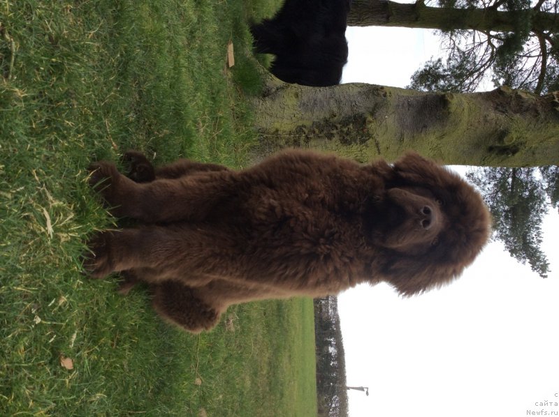 Фото: ньюфаундленд Нобл Кинг Май Лорд Симба