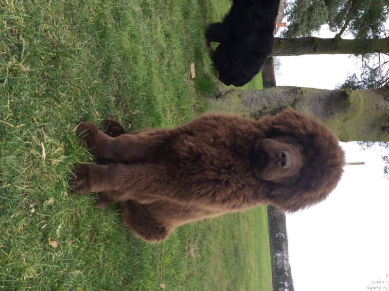 Фото: ньюфаундленд Нобл Кинг Май Лорд Симба