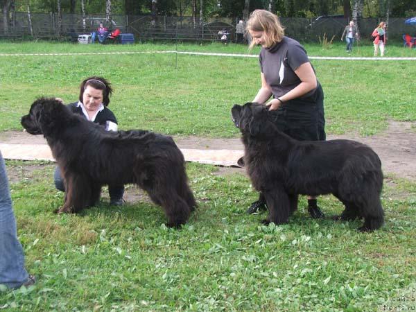 Фото: ньюфаундленд Mama's Bear Calamity Jane, ньюфаундленд Papa Hacedors Inner Smile