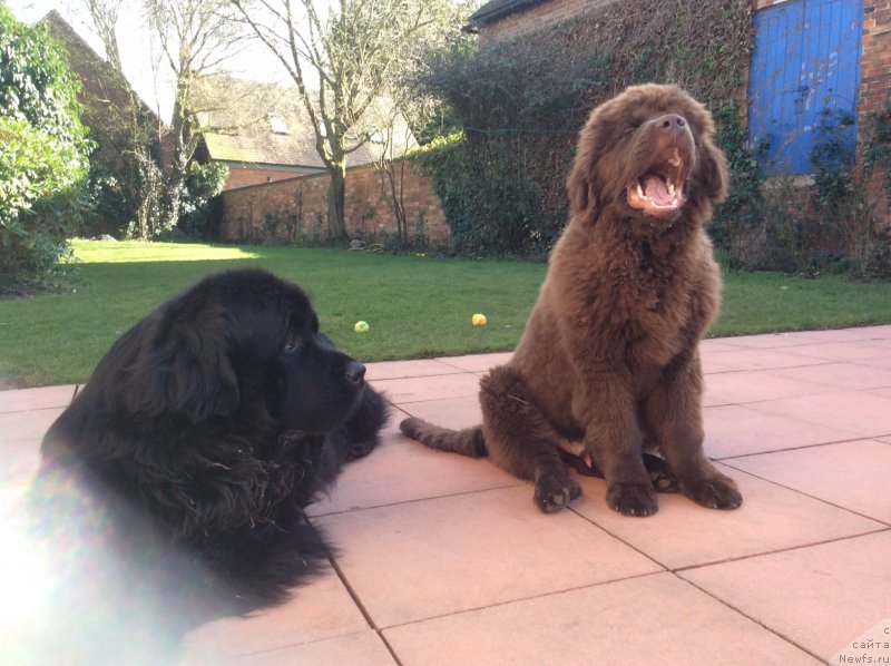 Фото: ньюфаундленд Seashanty First Admiral, ньюфаундленд Нобл Кинг Май Лорд Симба