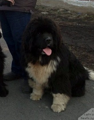 Фото: ньюфаундленд Супер Премиум Рио де Жанейро (Super Premium Rio de Janeiro)