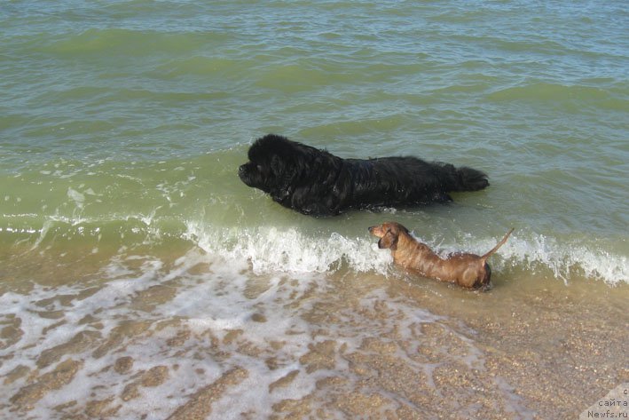 Фото: ньюфаундленд Доджер от Сибирского Медведя (Dodger ot Sibirskogo Medvedja), и Люся