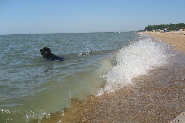 Фото: Люся, и, ньюфаундленд Доджер от Сибирского Медведя (Dodger ot Sibirskogo Medvedja)