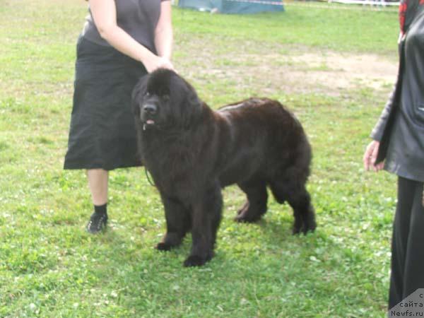 Фото: ньюфаундленд Terhotarhan Hunajapupu