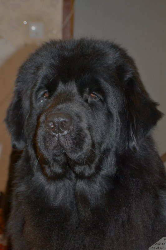 Фотография № 176250