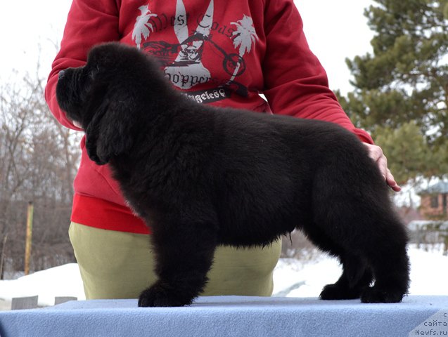 Фотография № 176251