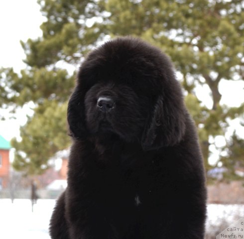 Фотография № 176253