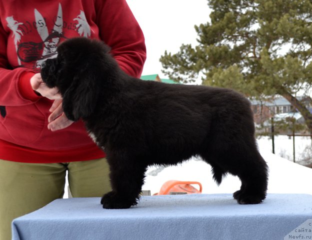 Фотография № 176256