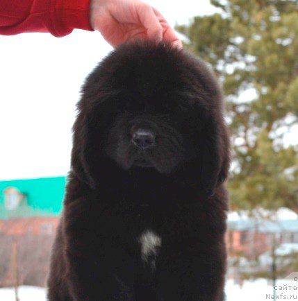 Фотография № 176257