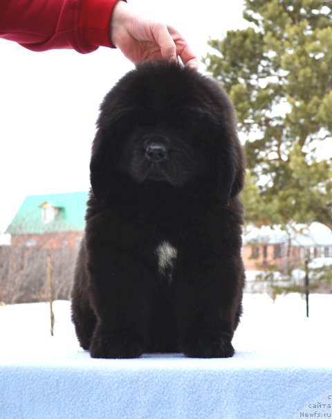 Фотография № 176258