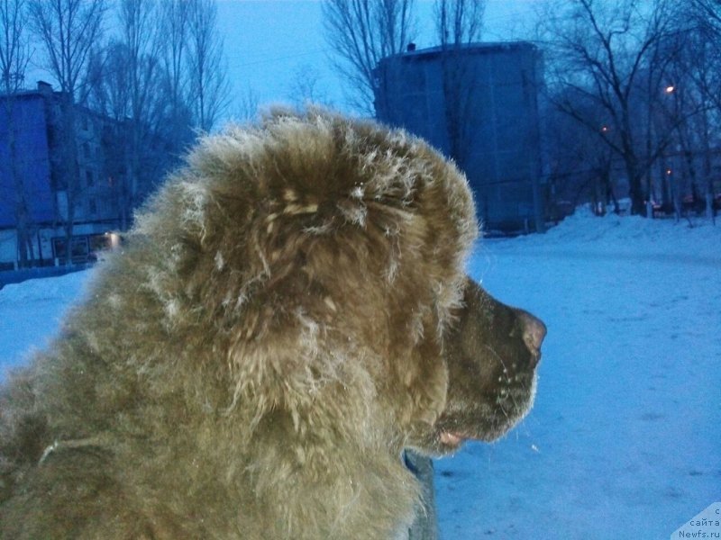 Фото: ньюфаундленд Вересковый Мёд с Берега Дона (Vereskovyj Mjod s Berega Dona)