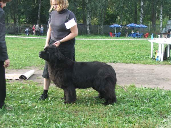 Фото: ньюфаундленд Papa Hacedors Inner Smile