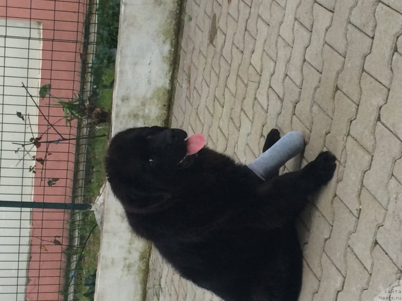 Фото: ньюфаундленд Браунблад МСК Харита Хавва (Brownblood MSK Harita Havva)