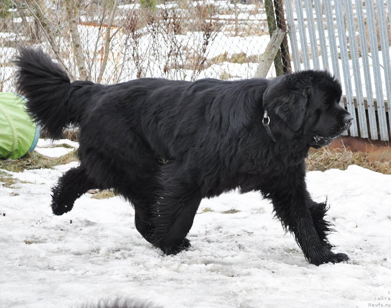 Фото: ньюфаундленд Бегущая по Волнам Шаман (Beguschaya po Volnam Shaman)