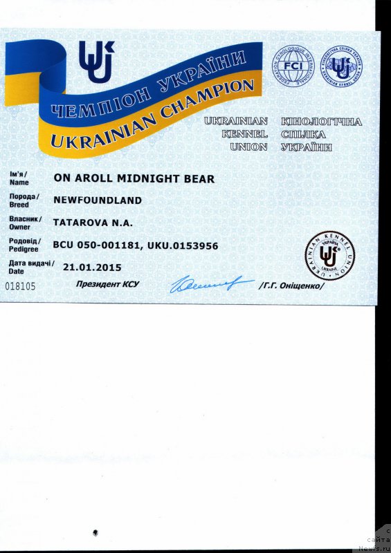 Фото: ньюфаундленд On Aroll Midnight Bear