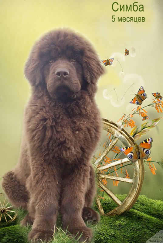 Фото: ньюфаундленд Нобл Кинг Май Лорд Симба