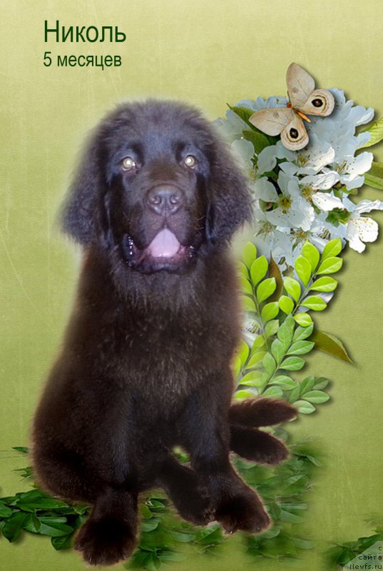 Фото: ньюфаундленд Николь Голд Стар (Nikol Gold Star)