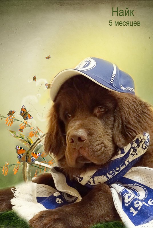 Фото: ньюфаундленд Нэш Соллар Винд