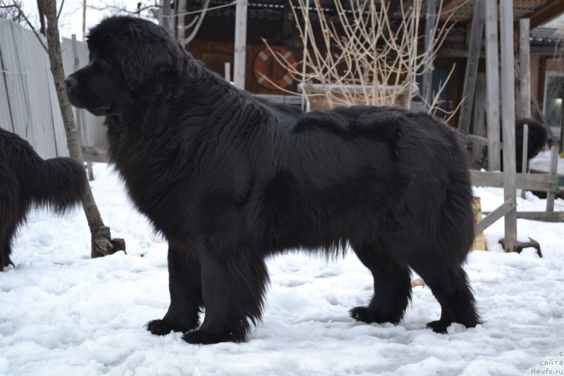 Фото: ньюфаундленд Талисман Моря Магия Волн