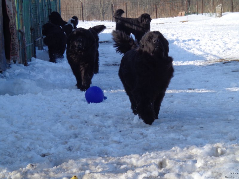 Фото: ньюфаундленд Супер Премиум Немессис, и коллектив
