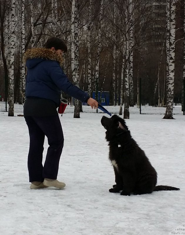 Фото: Елена Богданова, ньюфаундленд Ангел Хранитель Граффидд (Angel Khranitel Gruffidd)