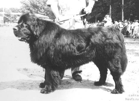 Фото: ньюфаундленд Цезор Султ Ник