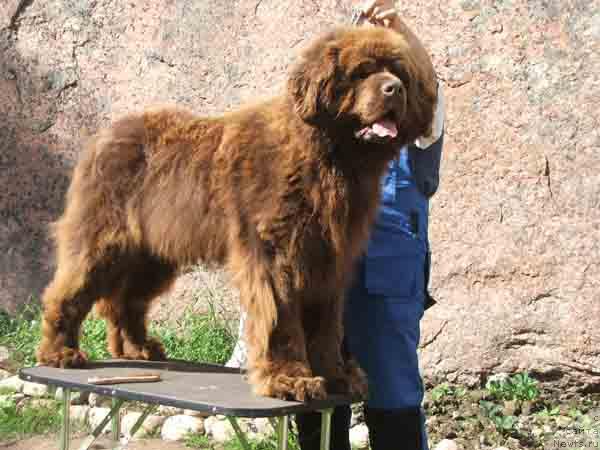 Фото: ньюфаундленд Thekgendeg Chian Corva