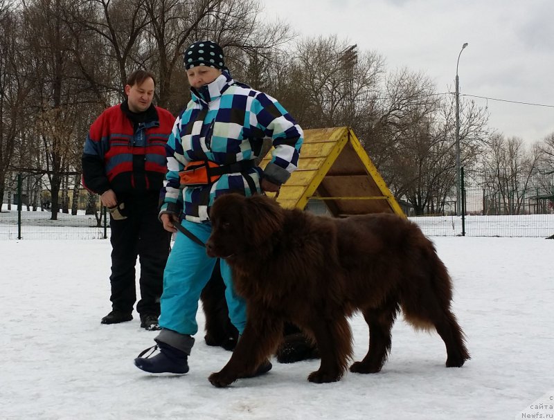 Фото: Наталья Смазчикова, ньюфаундленд Фееричная Фортунатусси с Берега Дона (Feerichnaja Fortunatussi s Berega Dona)