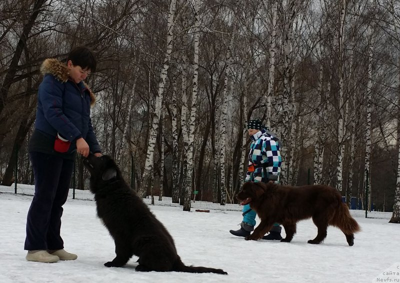 Фото: Елена Богданова, ньюфаундленд Ангел Хранитель Граффидд (Angel Khranitel Gruffidd)