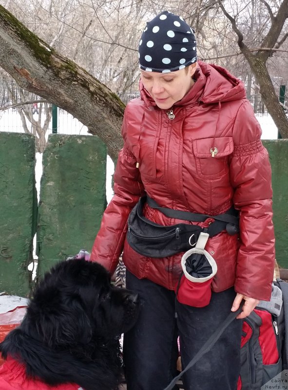 Фото: Лариса Кутина, ньюфаундленд Белкондер-Клаб Угли-Бугли (Belkonder-Club Ugli-Boogli)