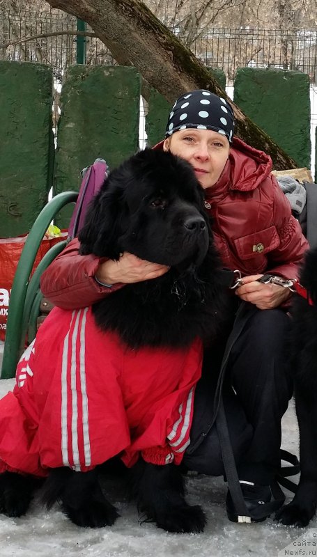 Фото: Лариса Кутина, ньюфаундленд Белкондер-Клаб Угли-Бугли (Belkonder-Club Ugli-Boogli)