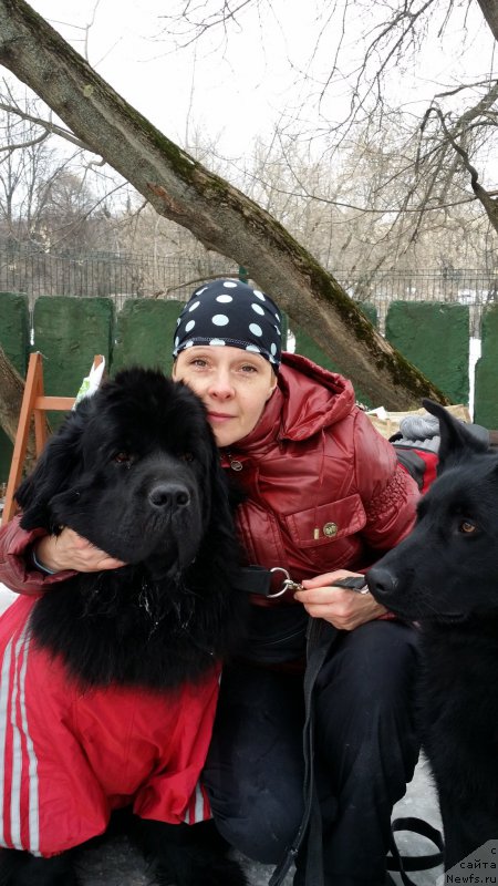 Фото: Лариса Кутина, ньюфаундленд Белкондер-Клаб Угли-Бугли (Belkonder-Club Ugli-Boogli)