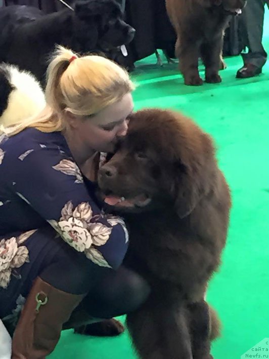 Фото: Nepenthe, дочь, ньюфаундленд Хелло Ай Эм Царь с Берега Дона (Hello I am Czar s Berega Dona)