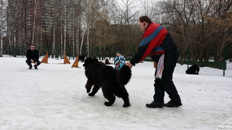 Фото: ньюфаундленд Сент Джонс Ларель Леоланда (Sent Djons Larel Leolanda), Леонид