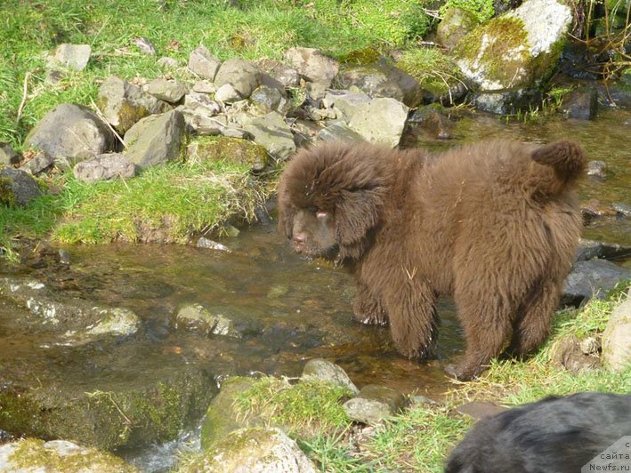 Фото: ньюфаундленд Гвардеец с Берега Дона (Gvardeec s Berega Dona)