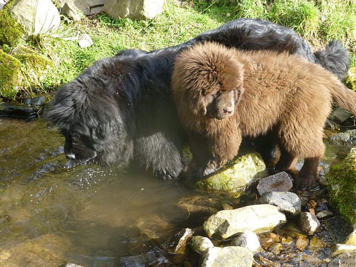 Фото: ньюфаундленд Гвардеец с Берега Дона (Gvardeec s Berega Dona)