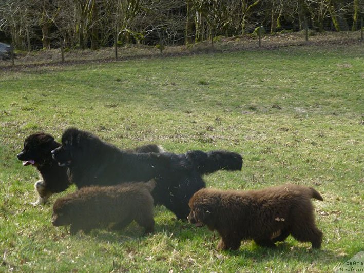 Фото: ньюфаундленд Гвардеец с Берега Дона (Gvardeec s Berega Dona)