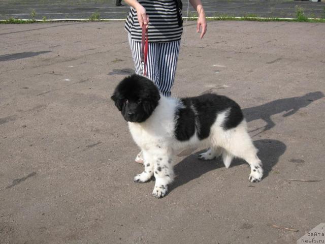 Фотография № 17635