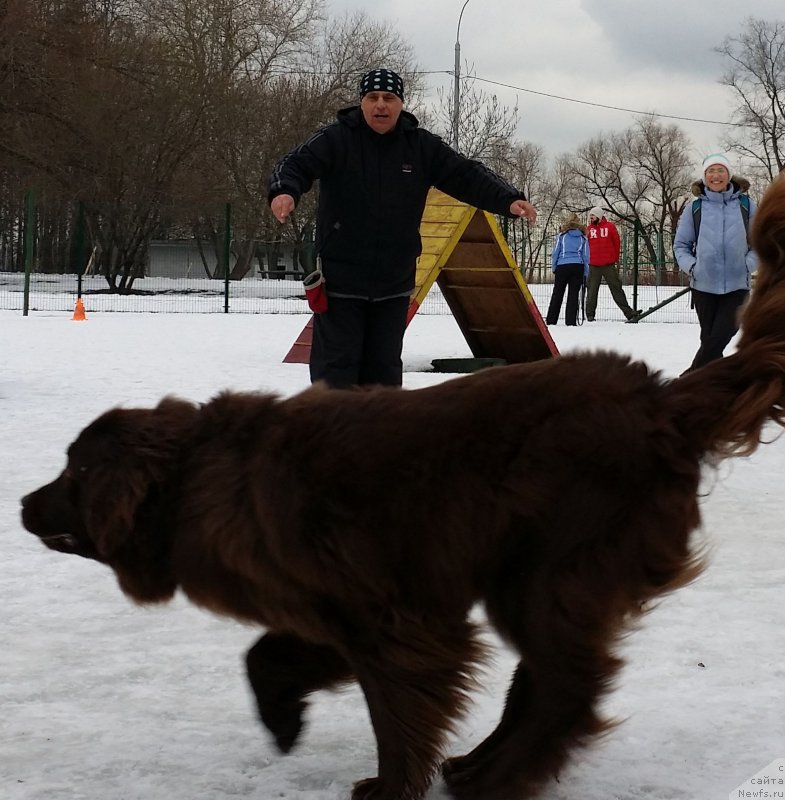 Фото: Александр Бурмистров, ньюфаундленд Фееричная Фортунатусси с Берега Дона (Feerichnaja Fortunatussi s Berega Dona)